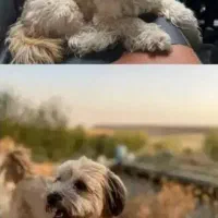 گمشده