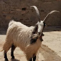 سلام دوستان نر بز جلو کش درشت به ضمانت فروشی|حیوانات مزرعه|قوچان, |دیوار