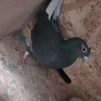 کفتر شهرستانی