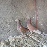 نرماده پرشی|پرنده|اردکان, |دیوار