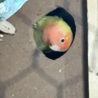 فروش دو جفت طوطی برزیلی مولد