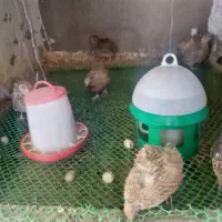 بلدرچین تخم گذار