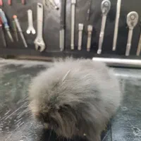 خرگوش لوپ|موش و خرگوش|بندر انزلی, سید آسیه|دیوار