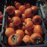 خرید وفروش خرمالو|خوردنی و آشامیدنی|سیلوانه, |دیوار