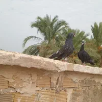 رنگی|پرنده|شوشتر, |دیوار