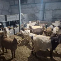 ۱۹ راس بز و بزغاله پاکستانی و ۲رگ افغانی سانن|حیوانات مزرعه|نائین, |دیوار