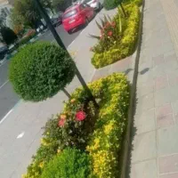خدمات فضای سبز گل یاس درتمام نقاط تهران|خدمات باغبانی و درختکاری|تهران, گلستان (شهرک راه آهن)|دیوار