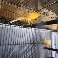 قناری جفت پرتقالی