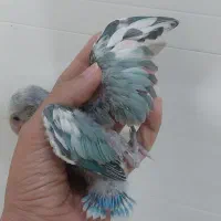 کوتوله های سرلاکی دم دونخورهمه سنی همه رنگی