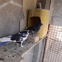 قره و ابلغ دمسفید کاکلی کرمونی|پرنده|زاوه, |دیوار