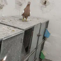 مخمل سیاه  و سینه زرد