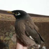 جوجه مینا شاه تخم