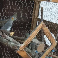 چهار عدد عروس هلندی|پرنده|ماکلوان, |دیوار