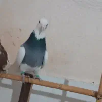 کبوتر|پرنده|سبزوار, عارف|دیوار