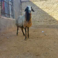 بره پرواری برای قربونی