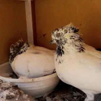 کفتر پرشی نشون دار مهر شده به شرط