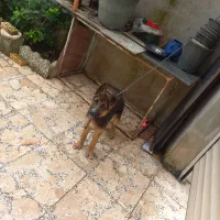 سگ ژرمن