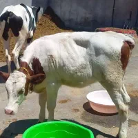 فروش دوراس گوساله ماده