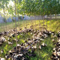 اجاره سوله ۲۰۰ متری و خونه ۳۰ متری فول قابل سکونت|اجارهٔ دفتر صنعتی، کشاورزی، تجاری|تالش, طولارود|دیوار