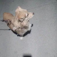 سگ شیتزو باهوش