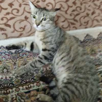 واگذاری رایگان گربه
