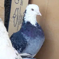 ۴طوق کبوتر اصیل یکجای ۱۵۰۰ مقطوع|پرنده|هشتگرد, شهرک اداری|دیوار