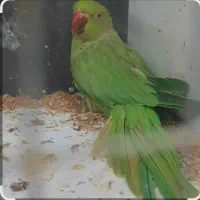 ملنگو مولد