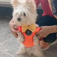 سگ یورگ کوچولو مهربون بی‌صدا، تربیت شده