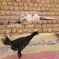 بوقلمون وجوجه لاری|حیوانات مزرعه|تربت‌حیدریه, کوی شهید احمدزاده ملکی|دیوار