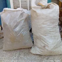 کودکبوتربه فروش میرسد