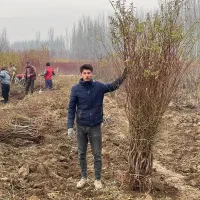 توزیع و ارائه نهال بادام شاهرودی|خدمات باغبانی و درختکاری|اسلام آباد, |دیوار