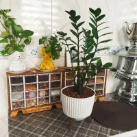 زاموفیلیا سبز|گل و گیاه طبیعی|الیگودرز, |دیوار