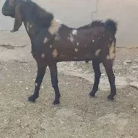 چکل پازن دوساله