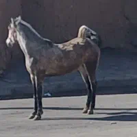 مادیان فاخر اسب عرب