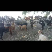 100عدد بزداشت بفروش میرسد|حیوانات مزرعه|بهبهان, |دیوار