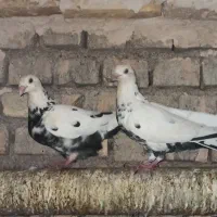 کفتر/کبوتر فروشی اردکان|پرنده|اردکان, |دیوار