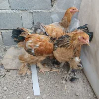 فروش خروس برهما