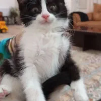 بچه گربه فروشی