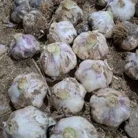 سیر|خوردنی و آشامیدنی|خنجین, |دیوار