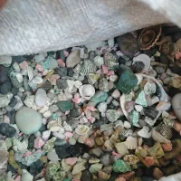 سنگ و گوش ماهی اکواریوم