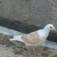 سبز چاپی و پشتی کویتی زرد