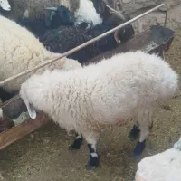 بره و بزغاله نر سبک وزن|حیوانات مزرعه|بیرجند, |دیوار