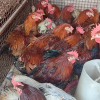 خروس گلپایگانی محلی رسمی قهوه ای بومی مرغ تخمگذار|حیوانات مزرعه|تهران, صادقیه|دیوار