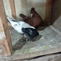 کفتر|پرنده|قم, کاسه گران|دیوار