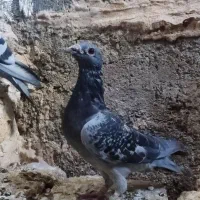 پلاکی مسافتی|پرنده|چگنی, |دیوار