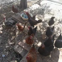 فروش مرغ تخم گذار محلی و خروس لاری