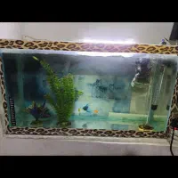 اکواریم|ماهی|تبریز, |دیوار