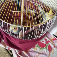 دو عدد عروس هلندی|پرنده|لولمان, |دیوار