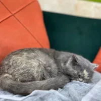 گربه اسکاتیش ماده|گربه|بابلسر, |دیوار