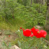 راهنمایی و حمایت